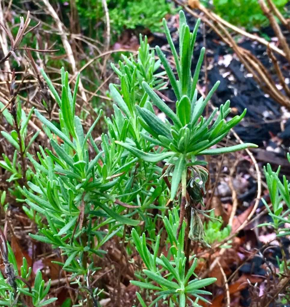 Planta de lavanda