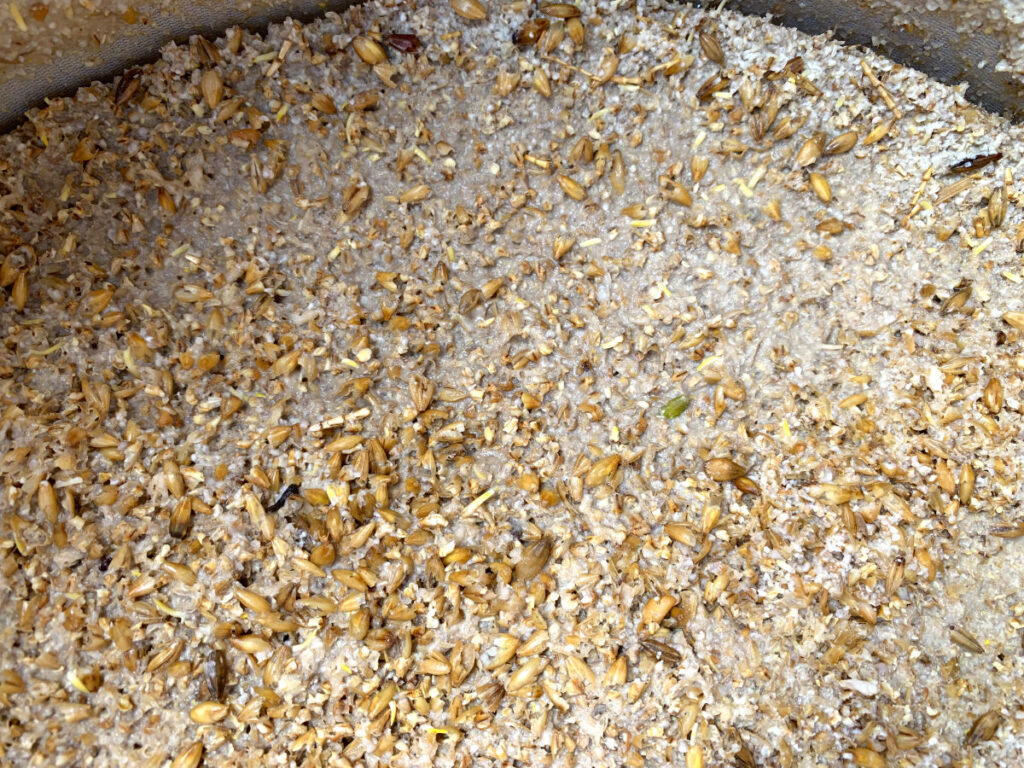 Cama de cereal de la maceración de una cerveza